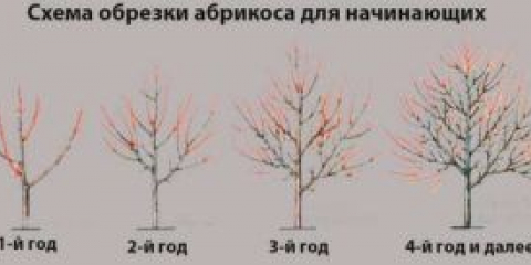 Jak stříhat meruňky na podzim pro dobrou úrodu